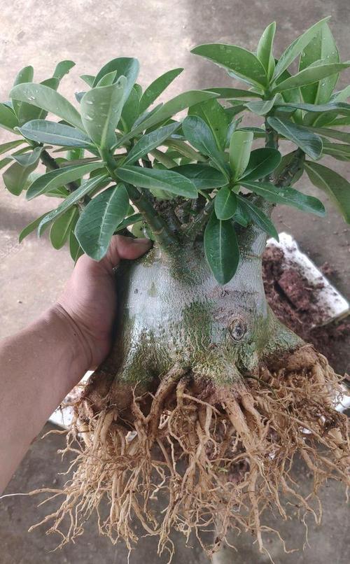 沙漠玫瑰八方根盆景是怎么做?学会八爪根造型教程,根系似龙爪