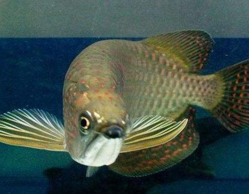 金龙鱼发色过程 第二阶段:第一鳞框发色