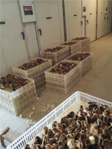 山西土鸡苗孵化厂