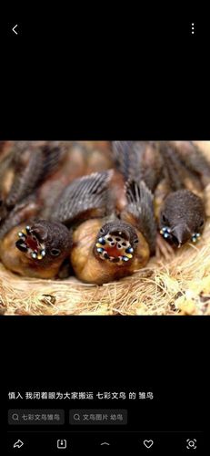 文鸟幼鸟的嘴真的令人窒息(加个慎入吧)