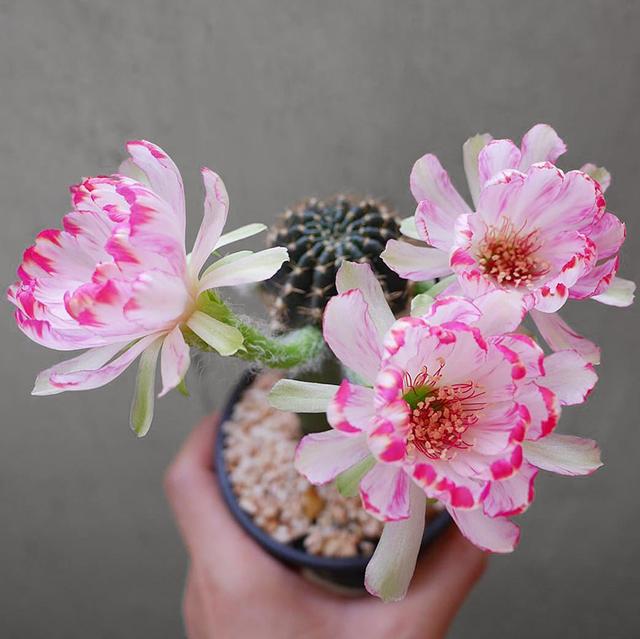 你见过荷花仙人球吗?花瓣晶莹剔透,比荷花还要美!