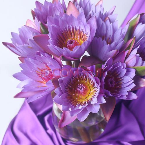 睡莲花卉鲜花直发百合水养插花富贵竹客厅水培卧室家插装饰供佛