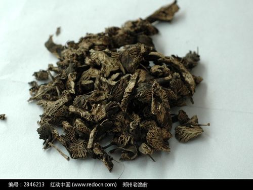 升麻高清图片下载_红动网