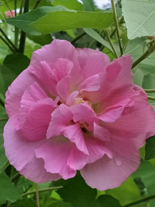 冬季的芙蓉花艳丽粉色,就如冬日里温柔秀,不失娇艳.