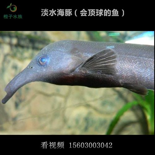 淡水海豚鱼 长颌鱼 淡水海豚 会顶球的鱼 观赏鱼 热带鱼 活体