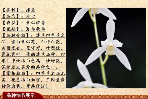 精品建兰四季兰素心兰花苗 无尘 好养浓香花卉特价办公室绿植盆栽