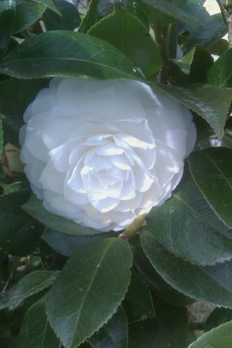 没有花心的白色茶花是什么种