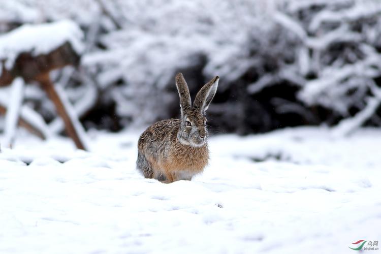 雪地野兔
