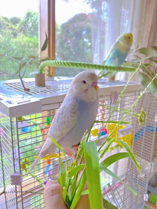 紫罗兰虎皮鹦鹉|崽崽_墨尔本攻略_手养鹦鹉_宠物_宠物