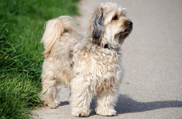 哈瓦那犬训练技巧