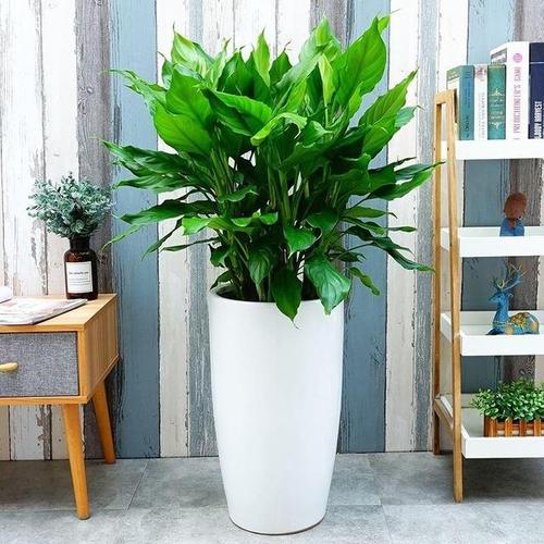 万年青的养殖方法和注意事项