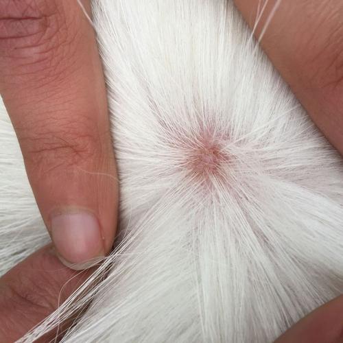 猫癣长什么样子的?