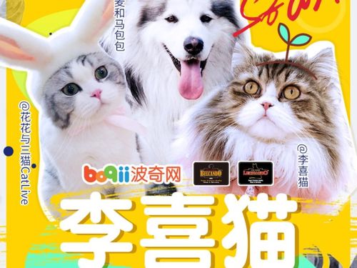 李喜猫