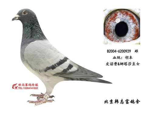 北京韩志富鸽舍