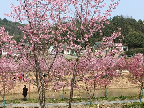 醉美湘潭七星村200亩樱花争相怒放
