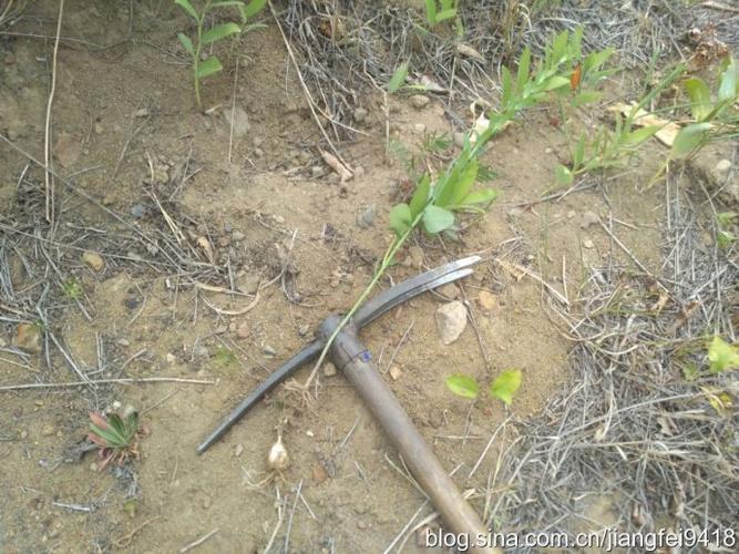 采挖野生中药材草药76天:苍术 白头翁 百合