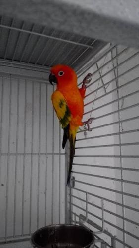 个人转让金太阳鹦鹉