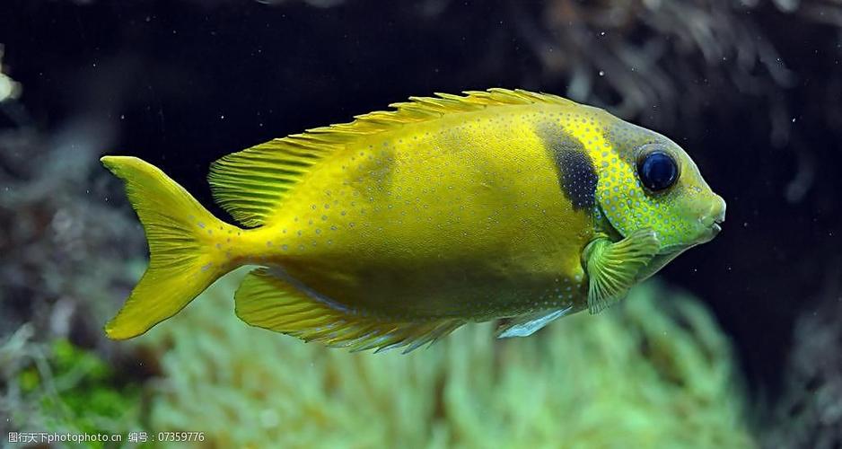 凹吻蓝子鱼图片免费下载 300dpi jpg 动物 摄影 生物 生物世界 鱼类