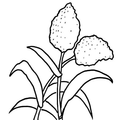 高粱简笔画高清,高粱画法