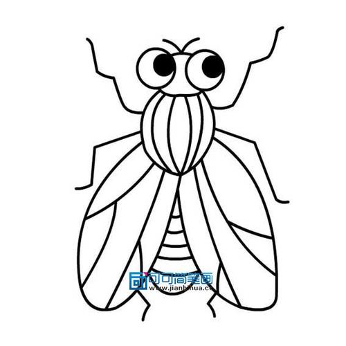 苍蝇简笔画