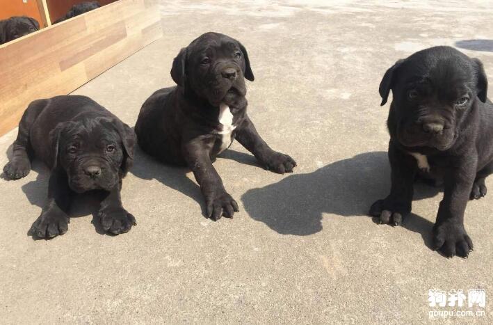 两个月大的卡斯罗幼犬怎么养