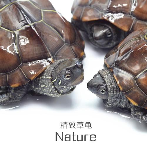 金钱龟正宗招财一对金钱龟苗纯种招财乌龟活物小乌龟活物金钱招财