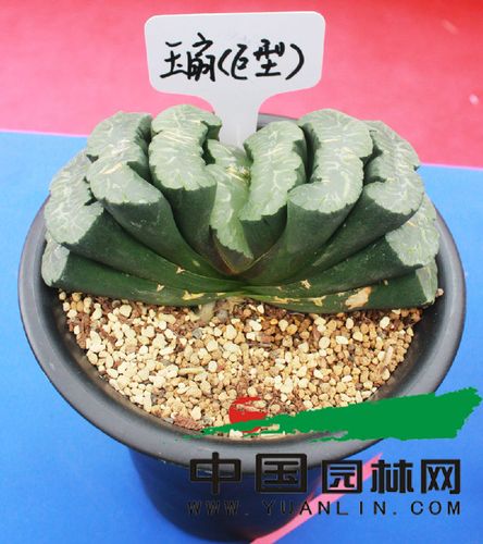 风华绝代 笑看多肉"玉扇"百态辑
