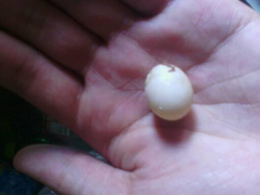 请问这是什么鹦鹉的蛋?