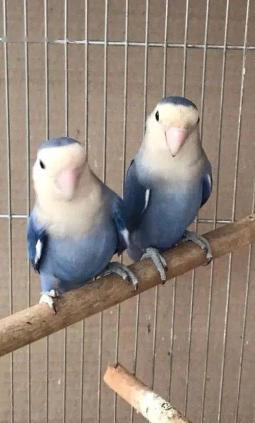 什么叫紫罗兰牡丹鹦鹉?它是怎么回事?