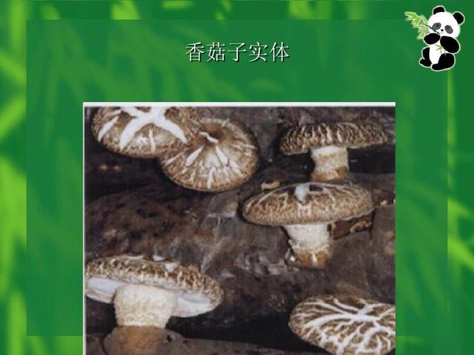香菇的栽培技术 香菇子实体
