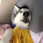 萌宠搞怪动物头像 卖萌可爱的萌宠搞怪头像高清图片