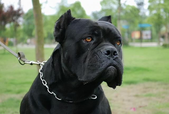 养卡斯罗犬,就要面对的难题,你能接受吗?