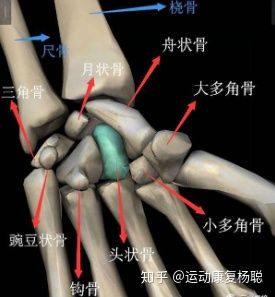 尺骨远端的三角软骨盘和近排腕骨中的舟,月,三角骨构成