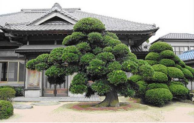 院子里种上一棵罗汉松绝对的有钱人