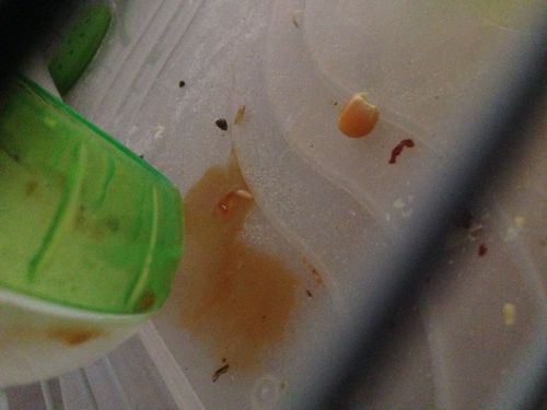 请问这是仓鼠拉稀还是尿