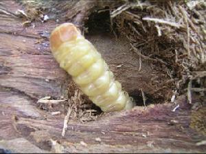 云斑天牛幼虫为害