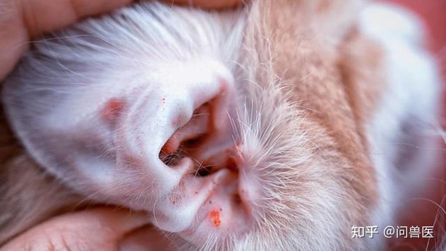 宠物寄生虫耳螨的症状诊断和治疗方法