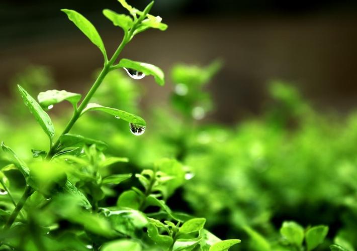 雨后清晨