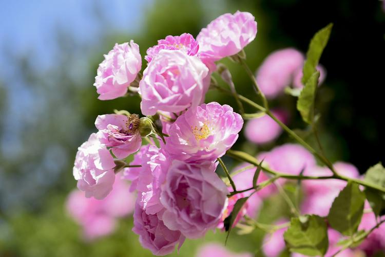 蔷薇花的花语"爱的思念"又称爬藤玫瑰