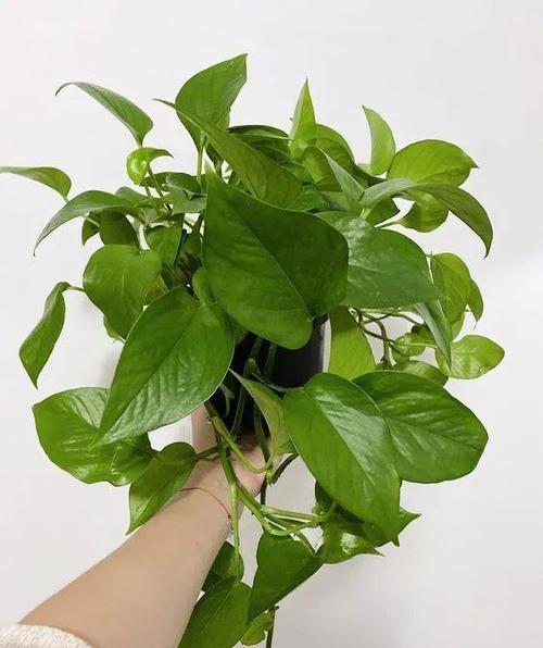 翡翠绿萝就是比较原始的绿萝品种,它