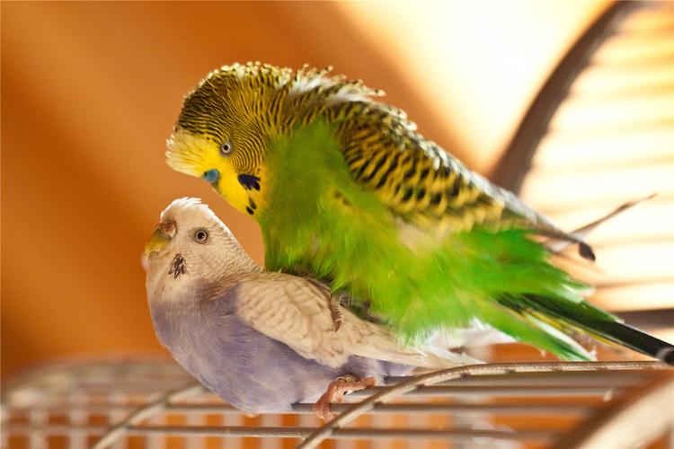 虎皮鹦鹉能长多大