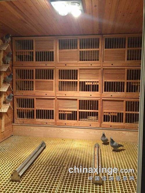 女鸽友求助:顶楼怎么建鸽舍好?
