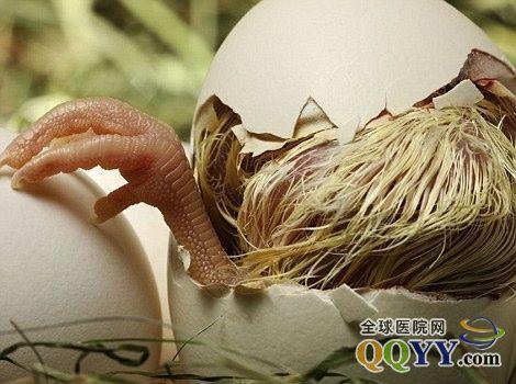 罕见可爱动物出壳过程(第/页)