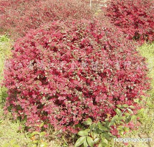 供应红花继木球