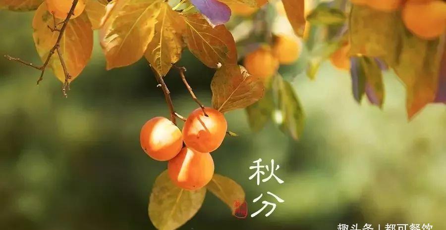 秋分桂花飘香自制一杯桂花酒酿奶茶吧