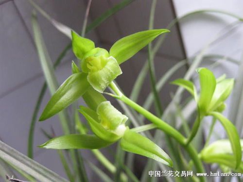 高级送春素(带芽)