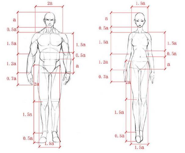 如果两个易拉罐的长度大约是一个头的长度那么上肢大约是多少个易拉罐