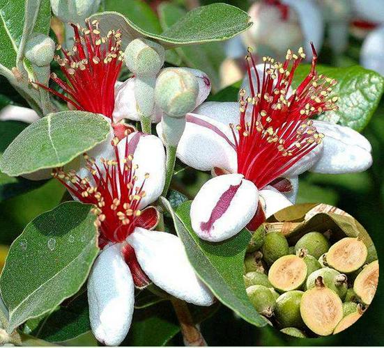 画境菲吉果菲油果容器苗费约果斐济果树苗果实可食用花园观赏果树