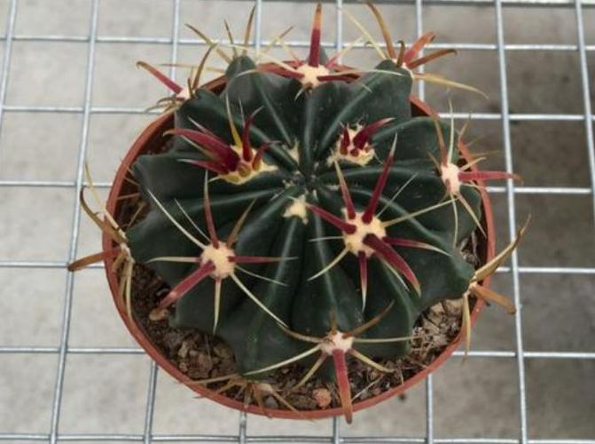 8种仙人球,养成"巨无霸"才冒花苞,小球不用想,先养大再说