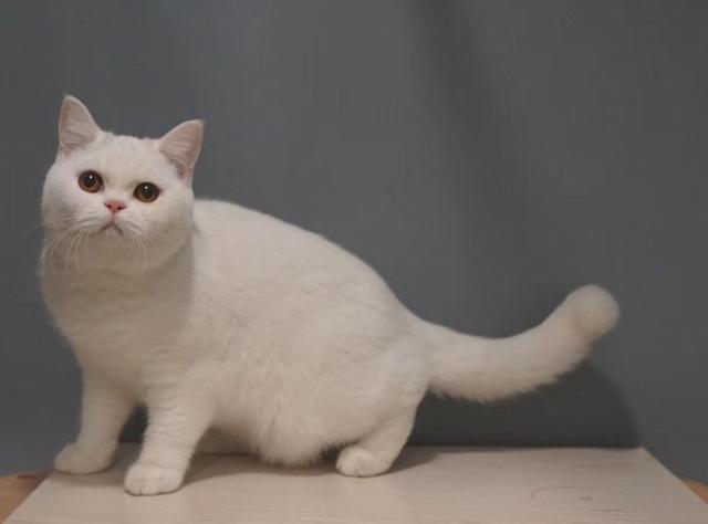 除了蓝猫,英国短毛猫还有十几种你没见过的颜色
